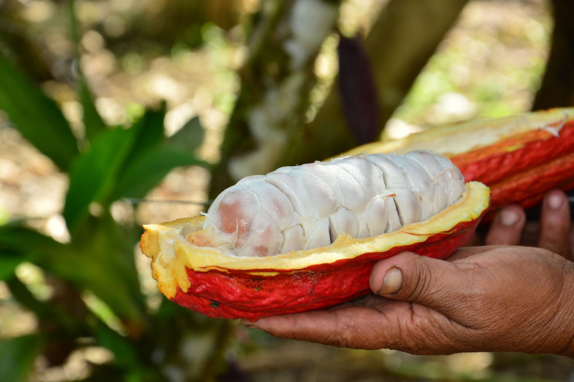 Tour de 4 días y 3 noches en la Amazonía
