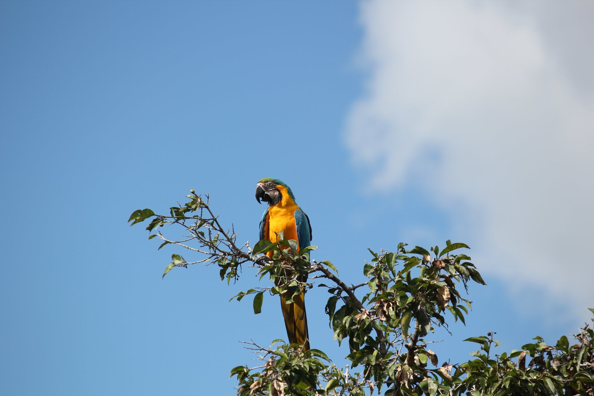 Cuyabeno Tour, 5 days and 4 nights. Private room. 