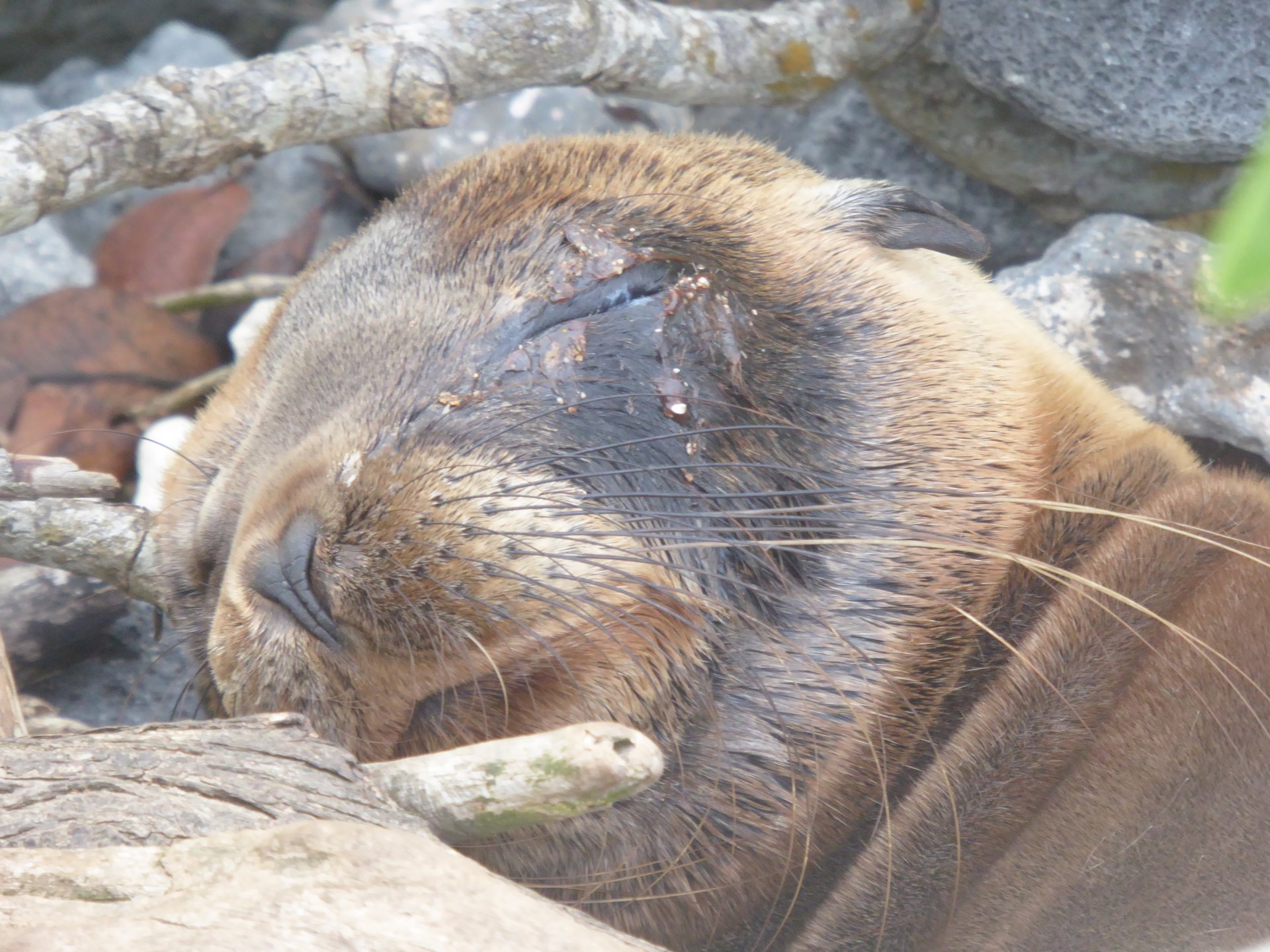 Galápagos, Tour de 5 días