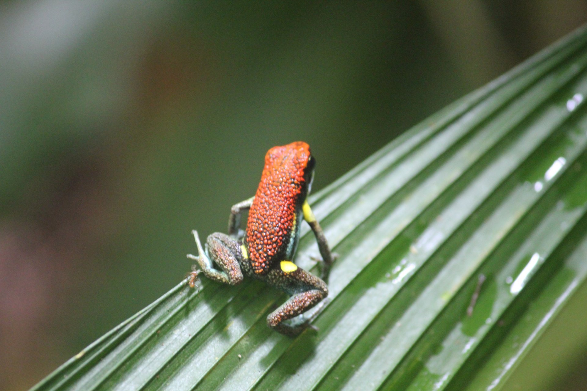 Cuyabeno Tour, 5 days and 4 nights. Private room. 